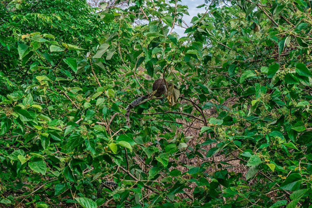 Wildescape Polonnaruwa Villa Exterior foto